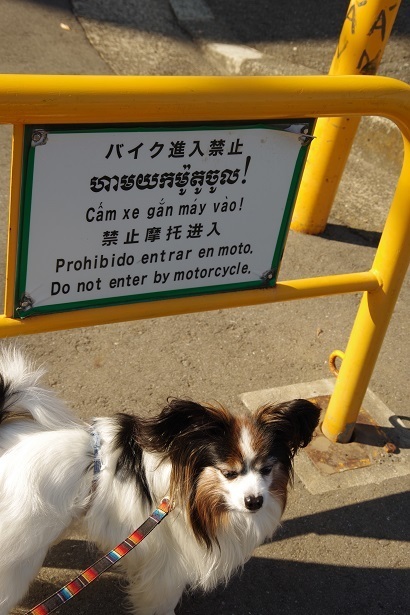 IMGP0519.JPG