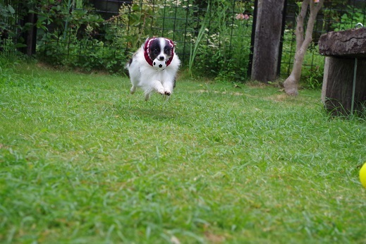 IMGP0622.JPG