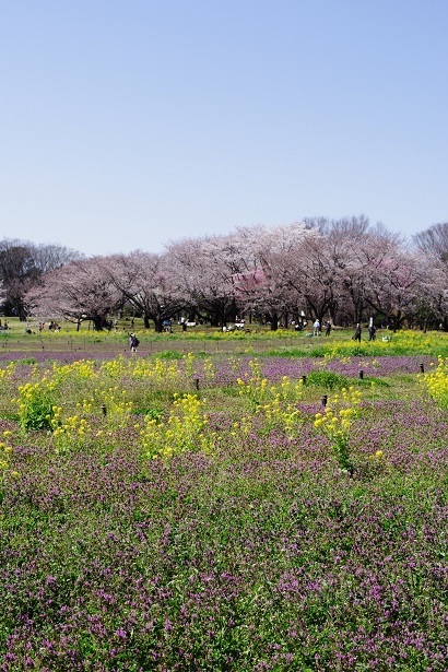 IMGP8509.JPG