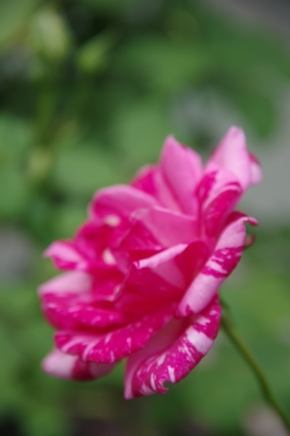 IMGP8717.JPG